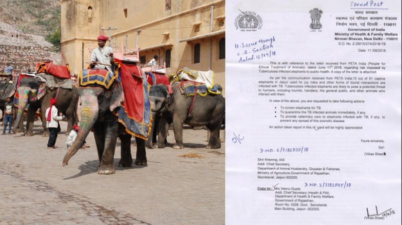 The animal rights group has also filed a petition with the Jaipur Bench of the Rajasthan High Court seeking to end all elephant rides at Amer Fort in light of apparent violations of load restrictions and other laws.