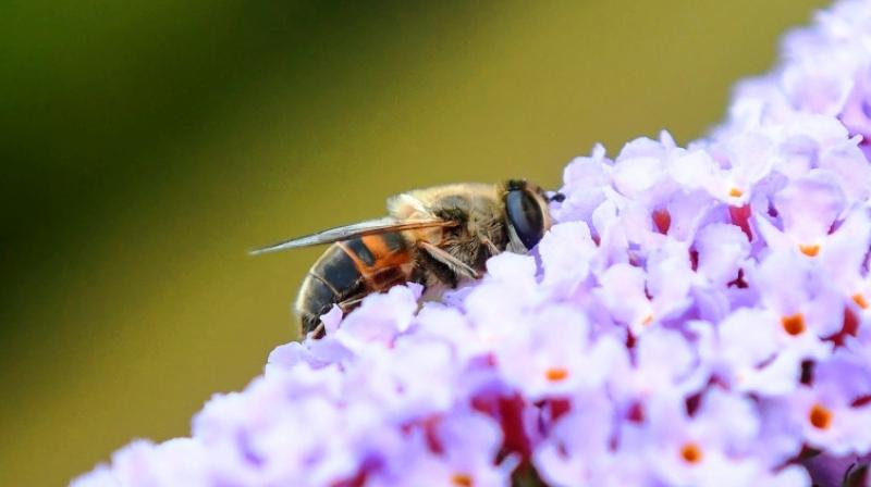 Experts estimate that flying insects across Europe have declined 80 per cent on average. (Photo: AFP)