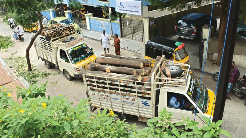 Officials chopped down the green cover in Kodambakkam despite  residents protest on Sunday. (Photo: DC)