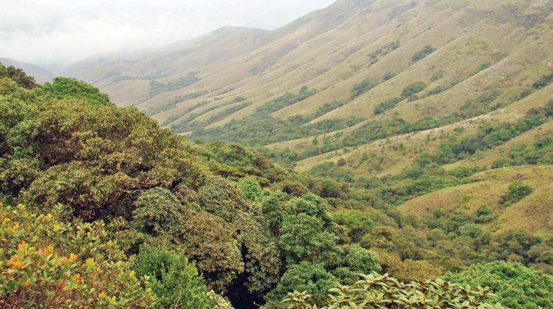 Enchanting view of the mountain ranges at the Mukurthi National Park near Ooty. (Photo: DC)