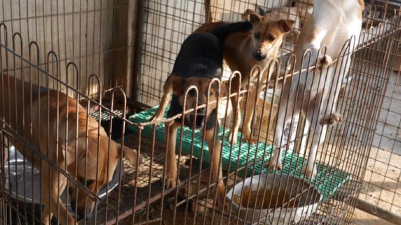 The animals have to taken abroad because theyre generally not wanted in South Korea as pets or companion dogs. (Photo: AP)