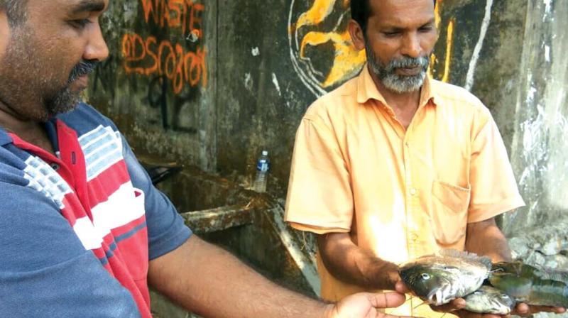 Local residents show dead fish at Periyar river in Pathalam on Wednesday. (Photo: DC)