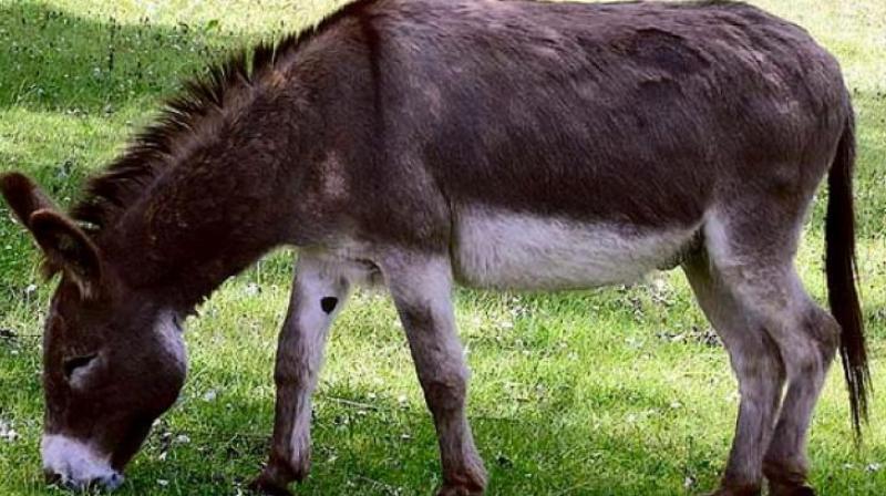 The word Gardabh in Sanskrit means donkey. BVP national president Keshav Chandra said on Monday that he had chosen to field a donkey because he wanted to drive home a point. (Photo: Representational Image)