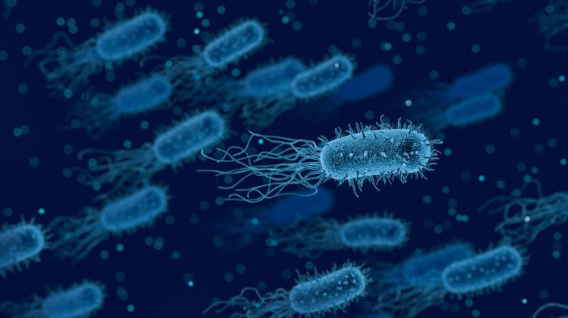 Understanding how Gram-negative bacteria interact with each other can help in controlling high-risk infections. (Photo: Representational/Pixabay)