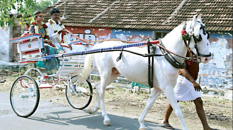 The newly wed couple ride on a horse carriage after the marriage. 	Image: DC