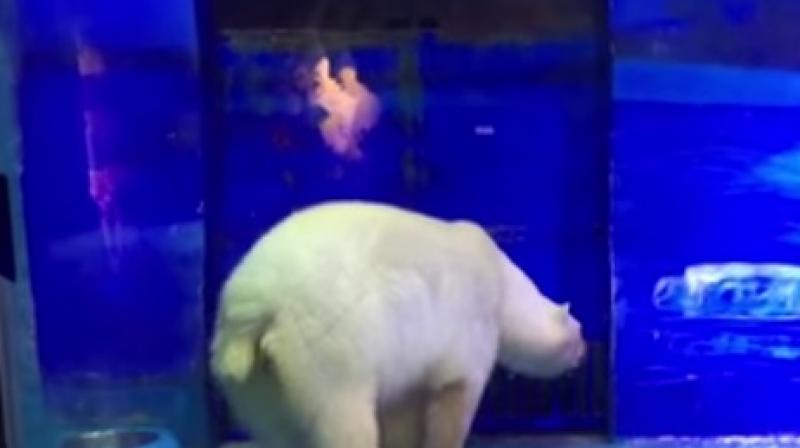 A video released by Humane Society International this week shows Pizza pacing around his glass-fronted enclosure measuring 40 square metres (430 square feet) and shaking his head as onlookers take photos on their cell phones. (Photo: Videograb)