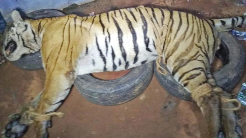Carcass of the tiger found in Devarshola limits near Gudalur in Nilgiris. (Photo:DC)