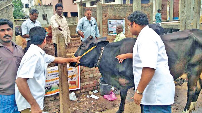 Veterinarians from animal husbandry department launched vaccination drive on Sunday. (Photo: DC)