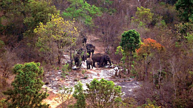Herd of elephants spotted at the Banerghatta National Park after the recent suspension of mining activities near the National Park