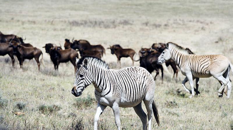Meanwhile the revelations made by this research can help with conservation efforts (Photo: AFP)