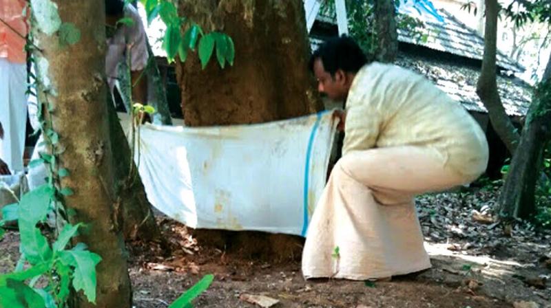 n K. Binu, an expert in the treatment of trees infected with degenerative diseases, is heading  procedure comprising stuffing of the medicine filled mixtures.