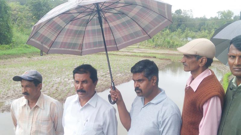 Agriculture Minister N.H. Shivashankar Reddy inspecting a damaged paddy field in Kodagu on Tuesday.(Image DC)