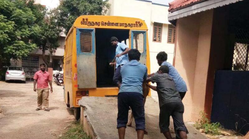 Corporation vehicle meant for handling stray animals used as ambulance for ailing cow. (Photo: DC)