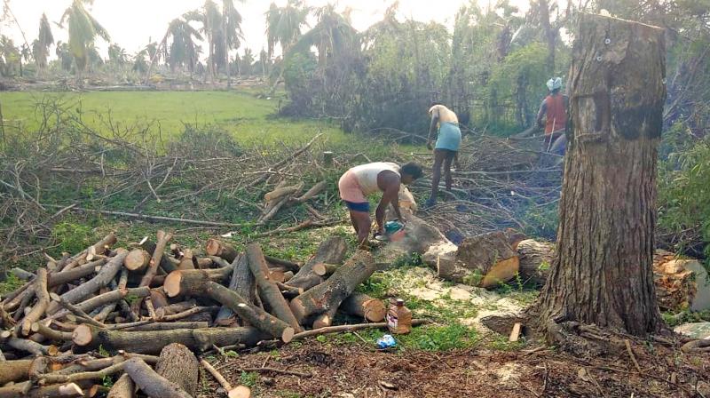 Removal of fallen coconut and other trees at the cyclone affected Madukkur block. (Photo: DC)