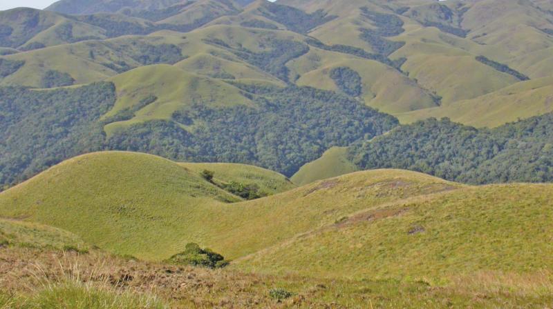 Protected mountain ranges in Mukurthi area near Ooty which still reflect the endemic Nilgiris of olden days. (Photo: DC)