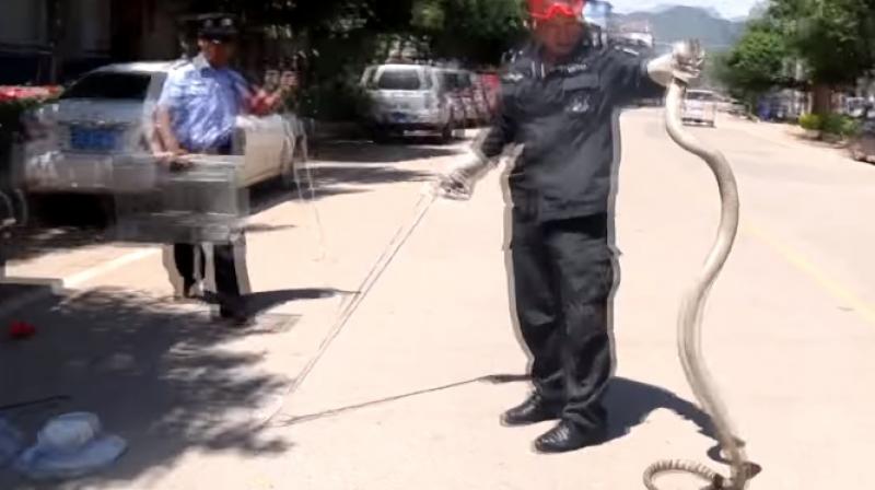 He used tongs to successfully pull the massive snake out (Photo: YouTube)