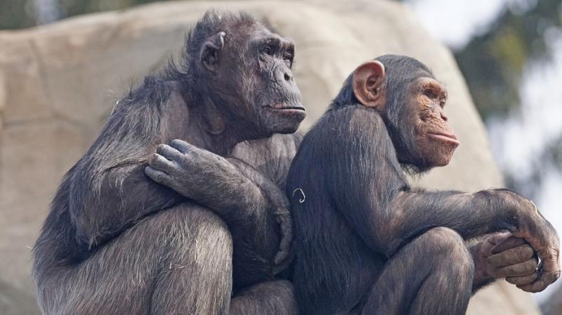 Researchers warn chimps, other primates close to extinction. (Photo: Pixabay)