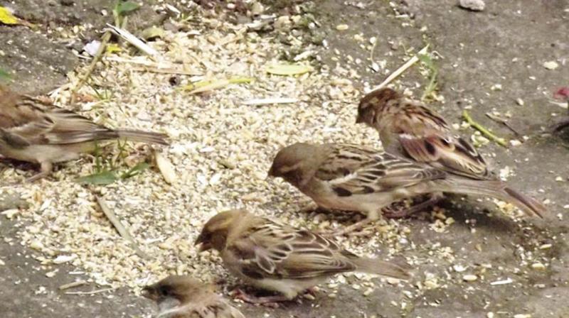 A group of sparrows feeding in rural Nilgiris. (Photo: DC)