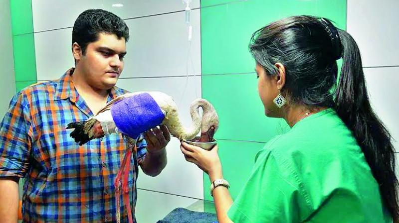 One of the injured birds receives care at a Mumbai hospital. (Photo: DC)