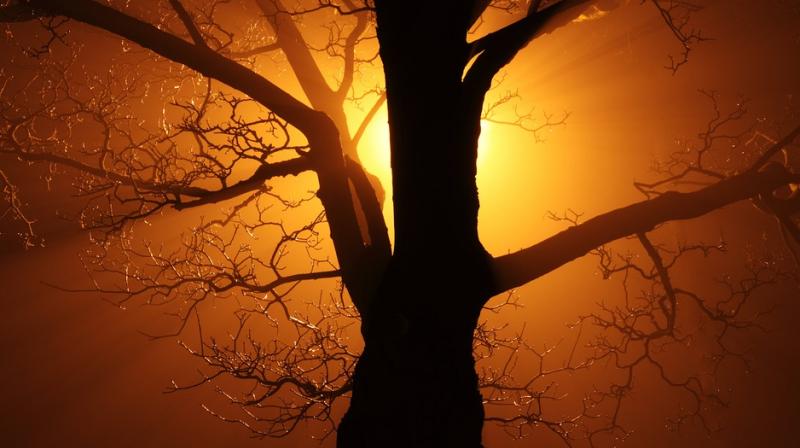 Warming temperatures due to climate change could cause trouble for the ancient trees. (Photo: Pixabay)