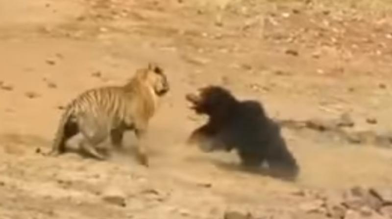 The bears fur protected her from further attack since the hair didnt let the tiger maintain a grip (Photo: YouTube)