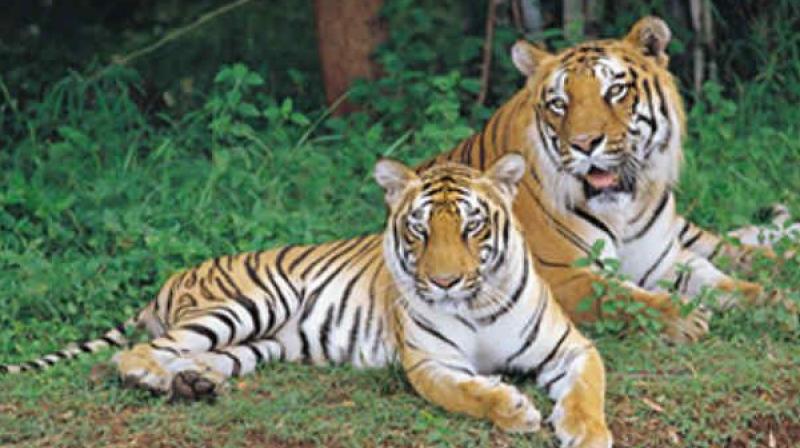 (Representational Image) (Representational Image)