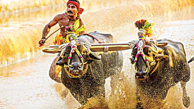 Even the CM had declared his governments full support to Kambala and had directed the law department to swiftly act in this regard.