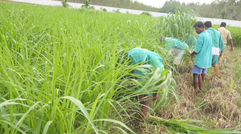 Gardening by jail inmates in Nellore Central prison. (Photo: DC)