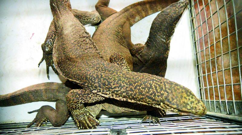 The monitor lizards seized from poachers on the outskirts of Visakhapatnam on Monday. (Photo: DC)