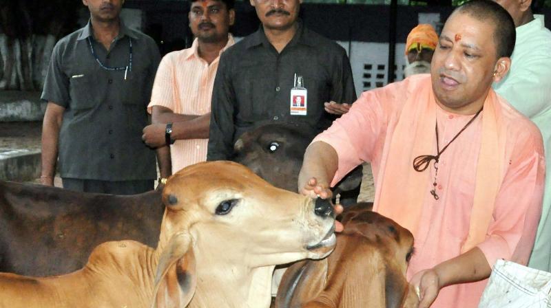 UP CM Yogi Adityanath with cows during the Guru Puranima festival at Gorakhnath temple in Gorakhpur on Sunday. (Photo: PTI)