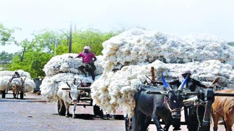 A small section of farmers who opted for cotton got good returns due to lower production.