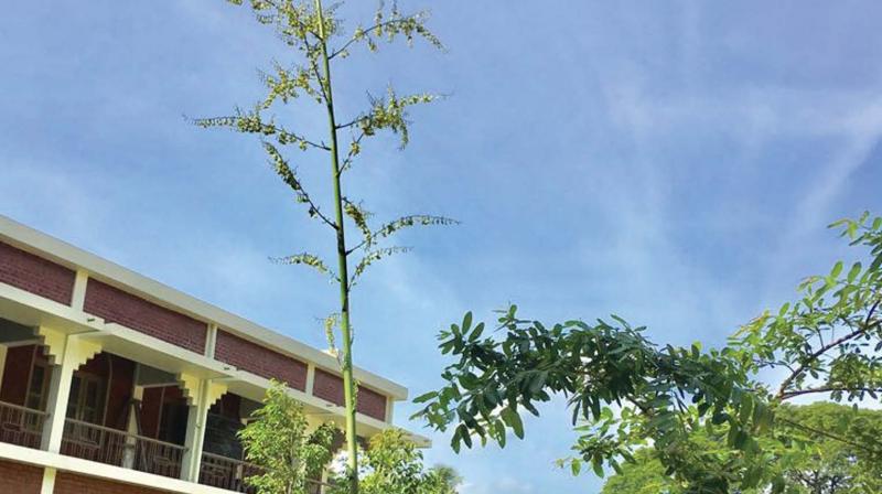The rare flower that bloomed in SD College, Alappuzha.