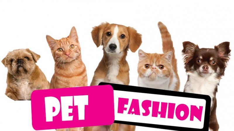 Take time to get your pet used to the clothing and its smell by simply laying it on its back.