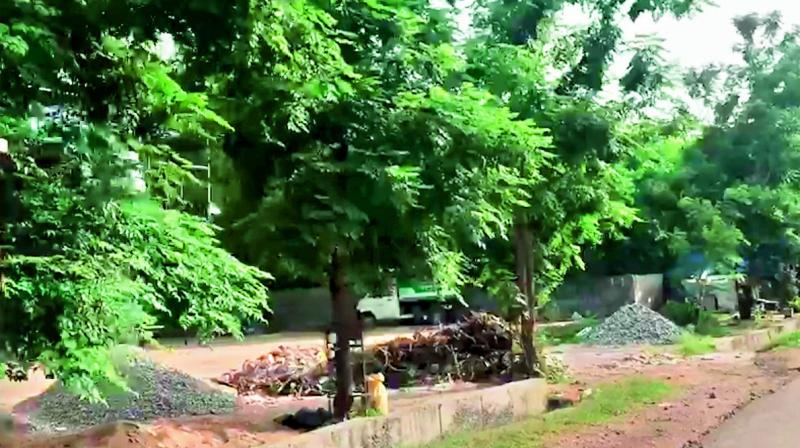 Trees which are going to be relocated from LB Nagar area.