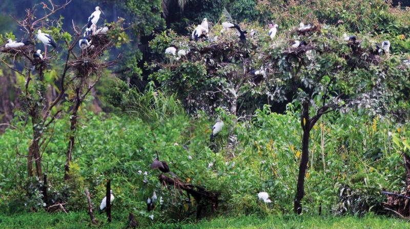 The nesting of Open bill stork spotted in Thirunavaya.