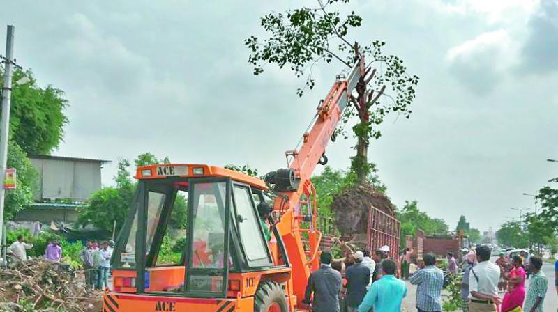 Largest ever translocation of trees in the city began in LB Nagar on Sunday. A total of 47 trees have been relocated from the median of LB nagar junction.   This is a major project to save the mature trees in the city since most of them are being cut for various road development projects,  said Mr Uday Krishna of Vata foundation who is leading the translocation process. A total of 326 trees were to be killed, but the group with GHMCs help has decided to relocate them to private plots and hosts who are willing to give space to these trees. (Photo: DC)