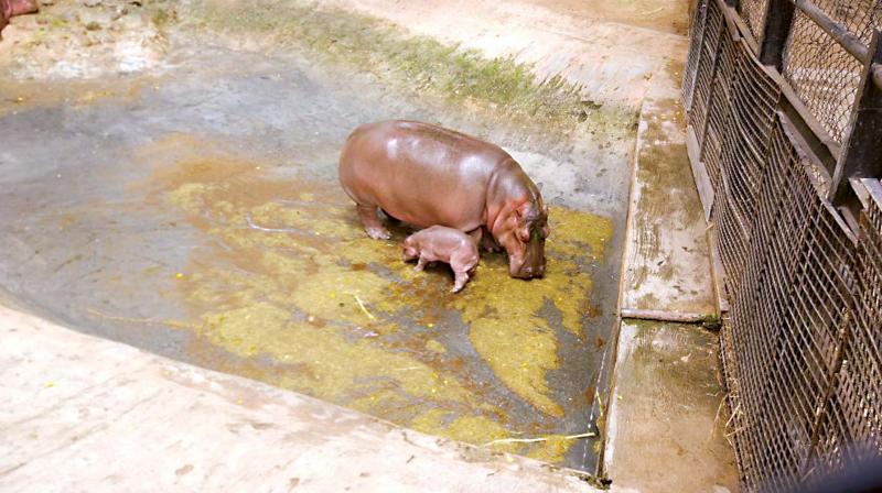 A file photo of  a baby hippo which was born at the Mysuru Zoo recently.