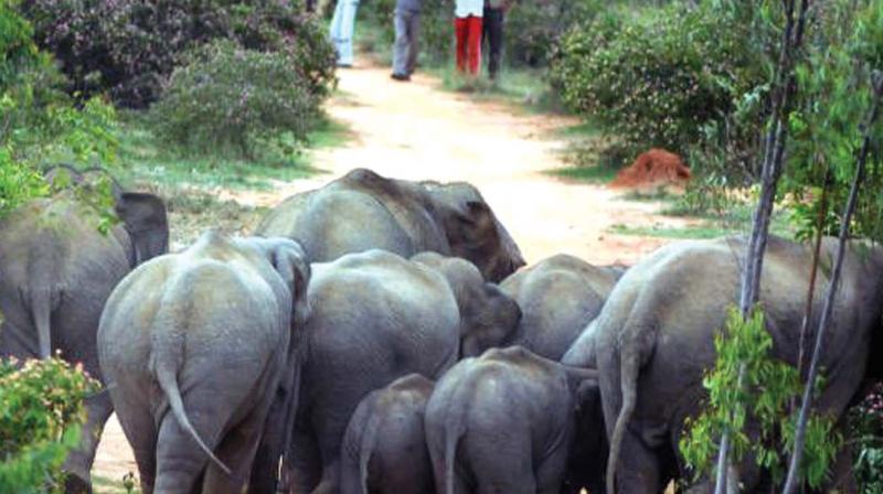 Plan to restore natural elephant corridors is moving in a positive direction.