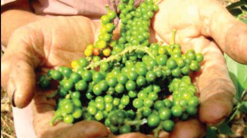 About 500 tonnes of Vietnam pepper  exported to Nepal through Kolkata port was diverted to Wayanad and resold in the North Indian market as Wayanad pepper.