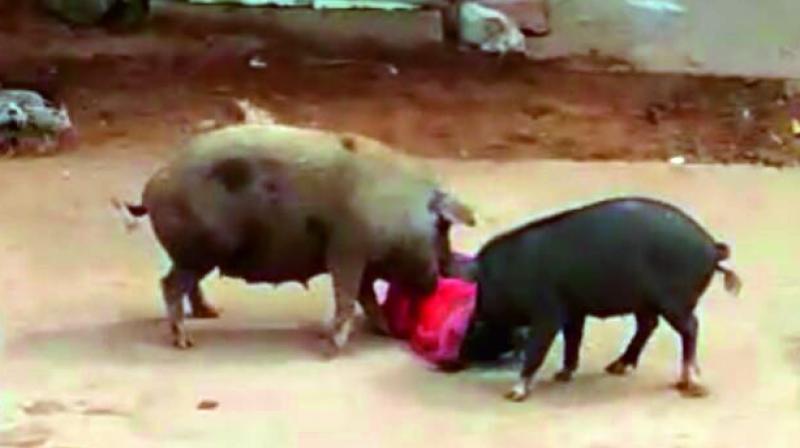 At least two hefty pigs surrounded Bibi Jan after she lost balance and fell on the ground in the attack.