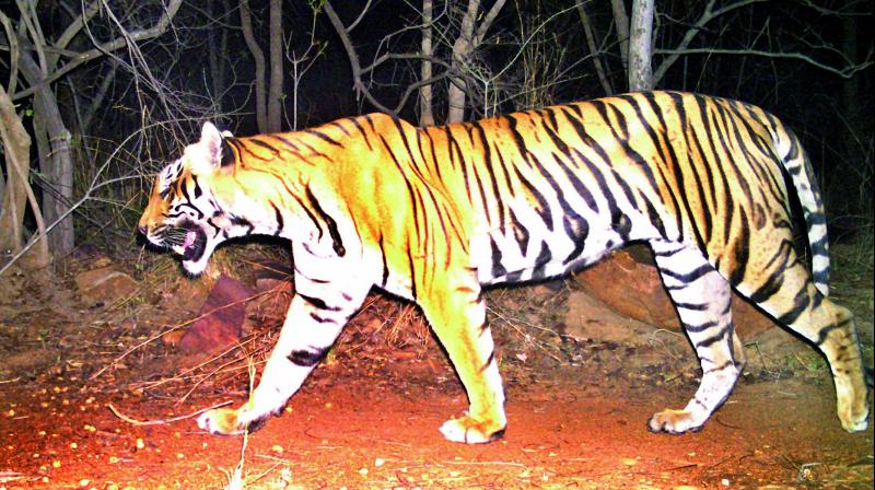 Tiger stands in top position in food chain in the forest. It consumes nearly 40 antelopes in addition to other animals per annum.