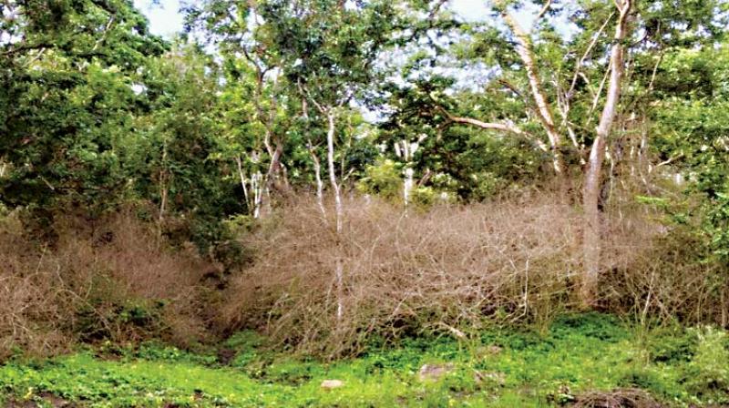 Dried Lantana weed at Bandipur National Park.