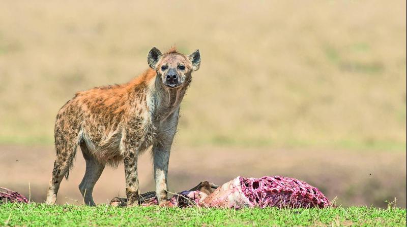 Laughing Hyenas, also known as spotted hyenas, are part of recyclers of Savannah along with the vultures.