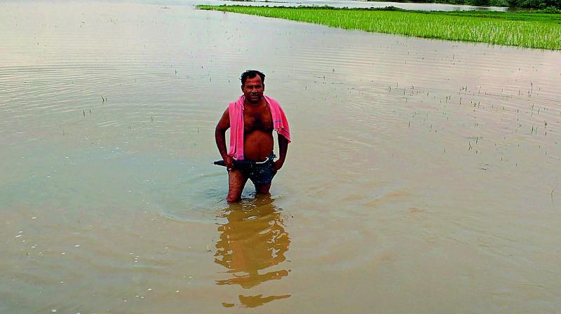 A farmer stands in his field where crops were damaged due to the downpour caused by low pressure over the Bay of Bengal, near Vajrapukotturu in Srikakulam district on Monday. (Photo: DC)