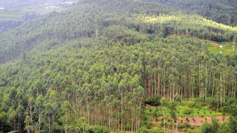 Kurinji sanctuary.