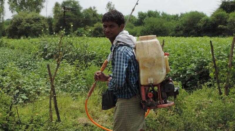 Farmer spray pesticide in their farms at Girnur village in Adilabad district on Tuesday.  (Photo: DC)