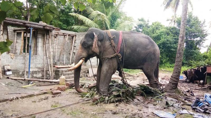 Balakrshnan tethered to coconut tree at Ananthankari. (Photo: DC)