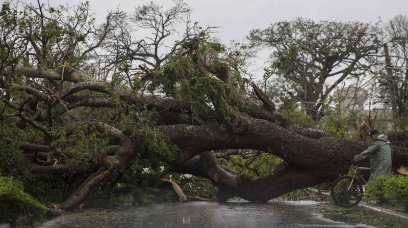 A tree felled by Hurricane Irma blocks a road in Caibarien, Cuba. (Photo: AP)