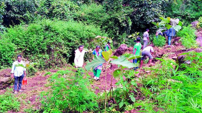 Personnel from forest department and other agencies destroy the ganja cultivation in Visakhapatnam Agency on Friday. 	(Photo: DC)