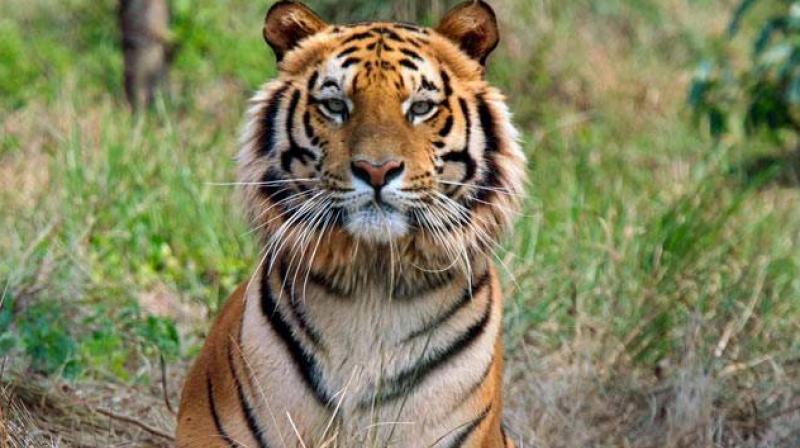 National Tiger Conservation Authority carries out tiger census every year but publishes the report on census every four years in the country.
